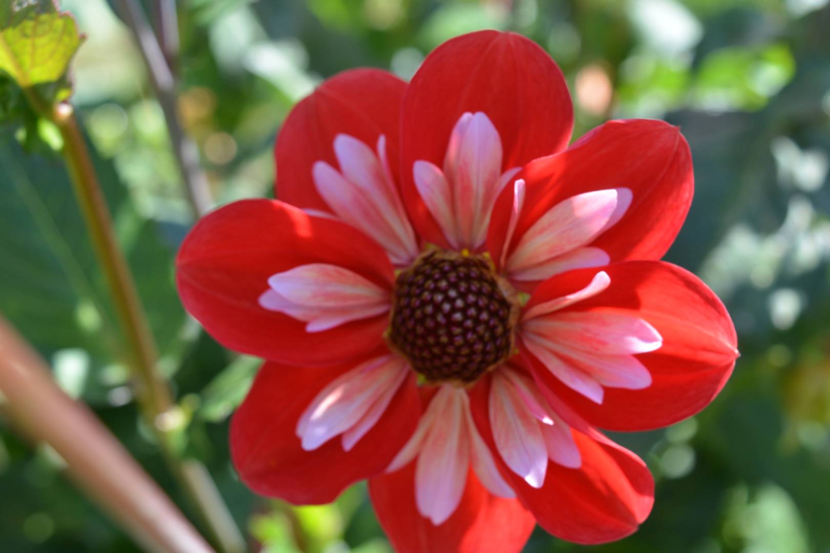 Angel Rowyn Kitsap Dahlia Society