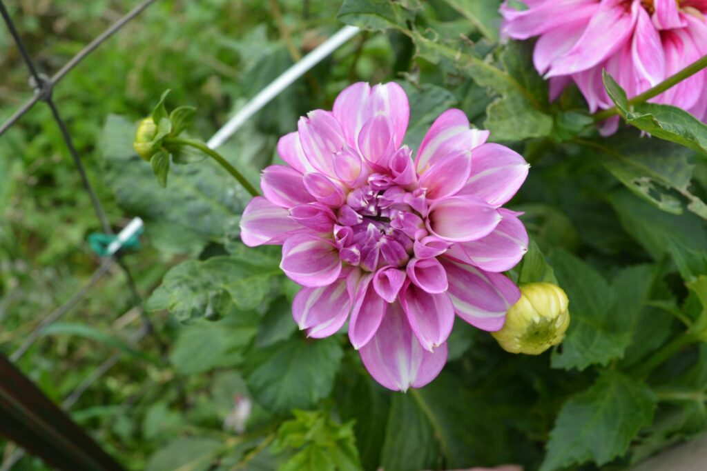 Blackberry Ice Kitsap Dahlia Society