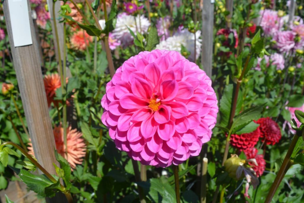 Chimacum Katie Kitsap Dahlia Society