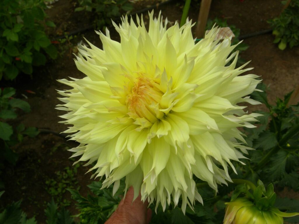 Citron du Cap Kitsap Dahlia Society