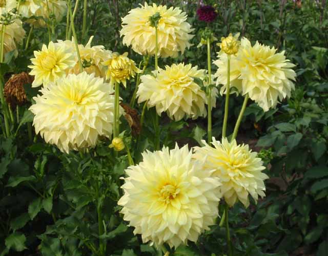 Harvest Moonlight – Kitsap Dahlia Society