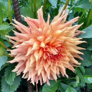 Hilltop Lost Treasure