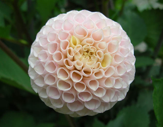 Irish D Porter Kitsap Dahlia Society