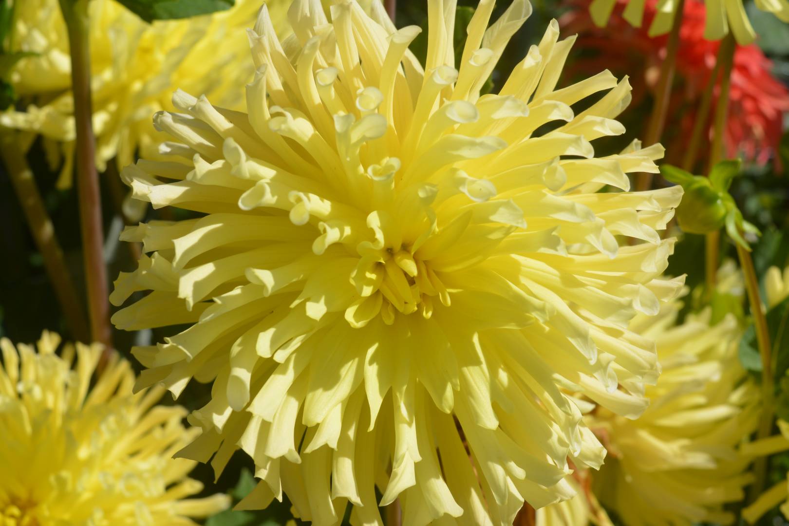 Lakeview Glow Kitsap Dahlia Society