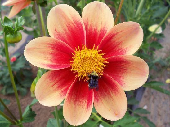 プルメリア Del Ray Peach Benjamin Moore 067 Del Ray Peach Precisely Matched For Paint and