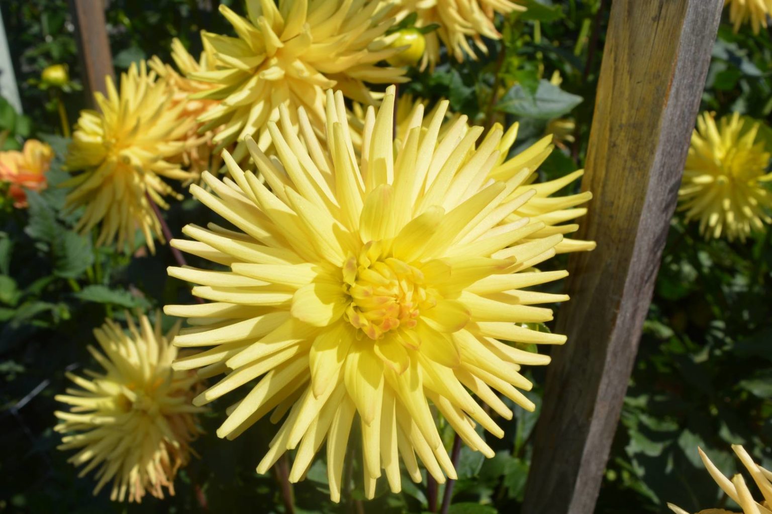 Greenway’s Zoe Kitsap Dahlia Society