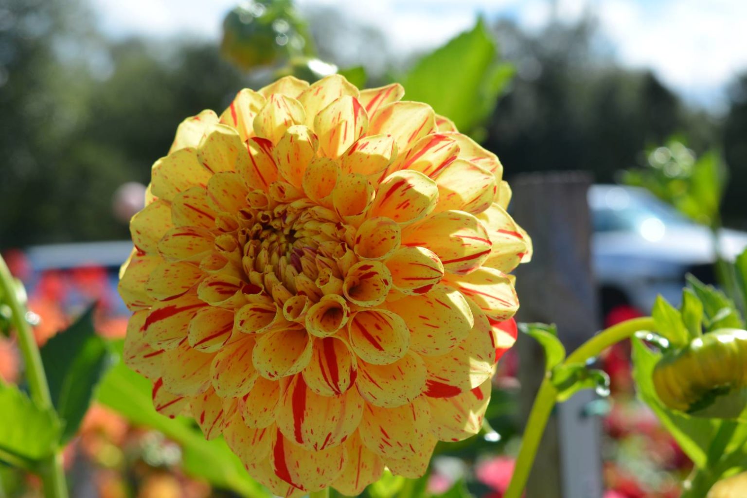 Lupin Ben Kitsap Dahlia Society