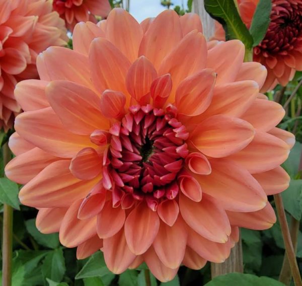 Coral Mystery – Kitsap Dahlia Society