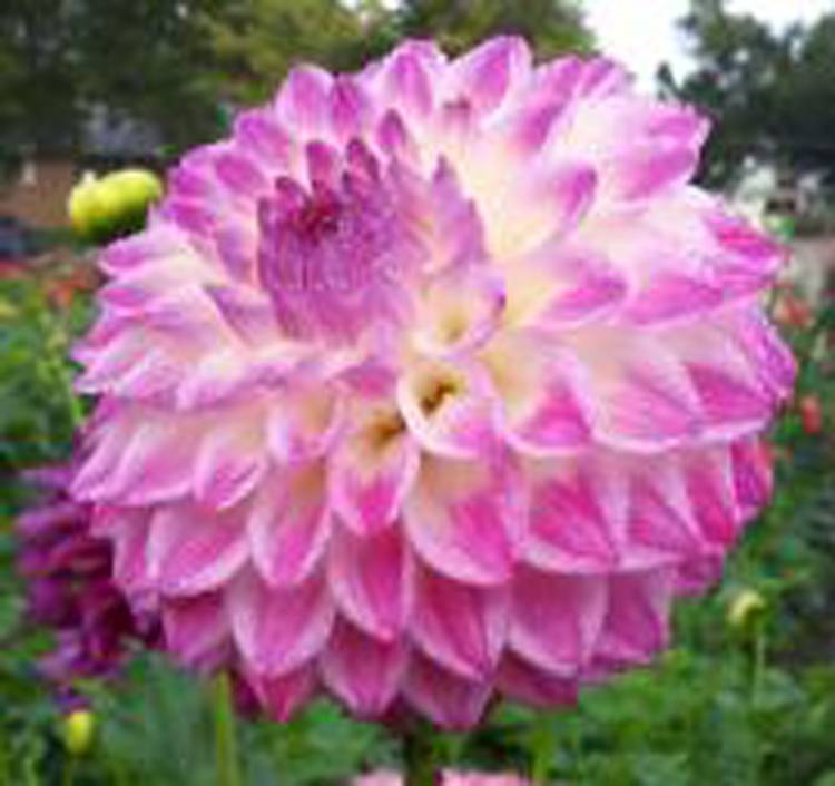 Formby Art Kitsap Dahlia Society