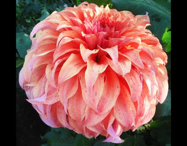 JS Butterscotch Kitsap Dahlia Society