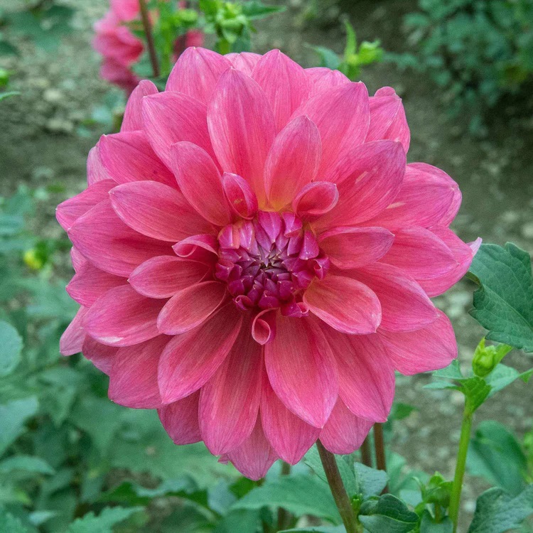 Scaur Swinton – Kitsap Dahlia Society