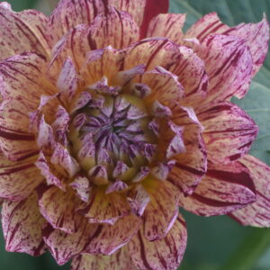 Hollyhill Pink Tigress