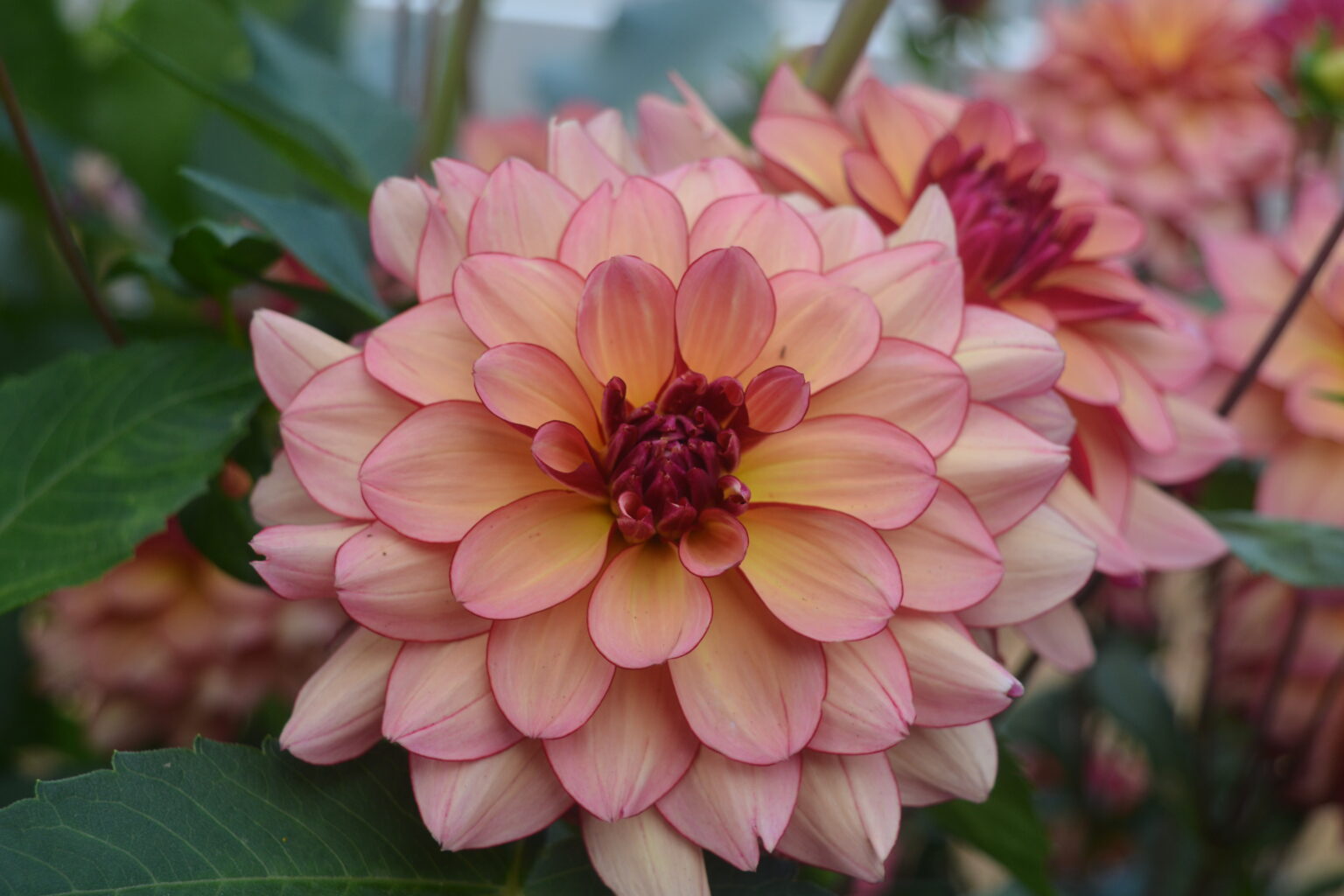 Rawhide Kitsap Dahlia Society