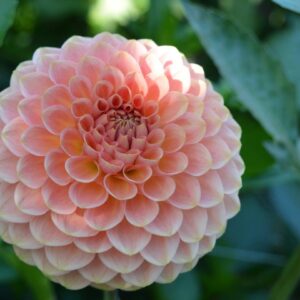 20th Ave Softer Peach