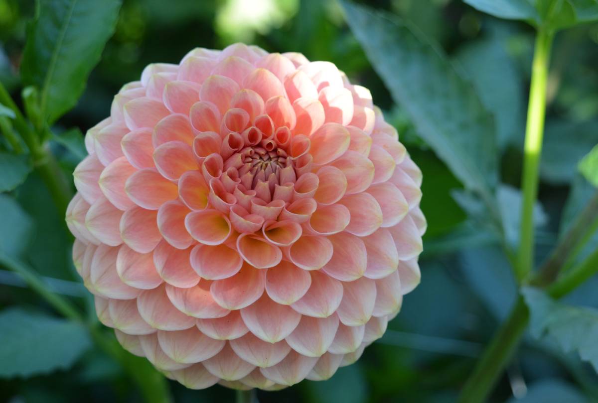 20th Ave Softer Peach – Kitsap Dahlia Society
