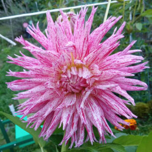 Hollyhill Candy Stripe