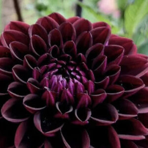 Kennedy Hill Black Capps