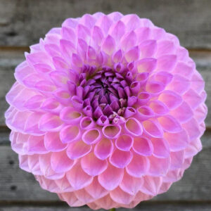 Westerton Ella Grace