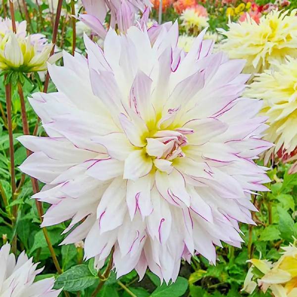 Crazy Love – Kitsap Dahlia Society